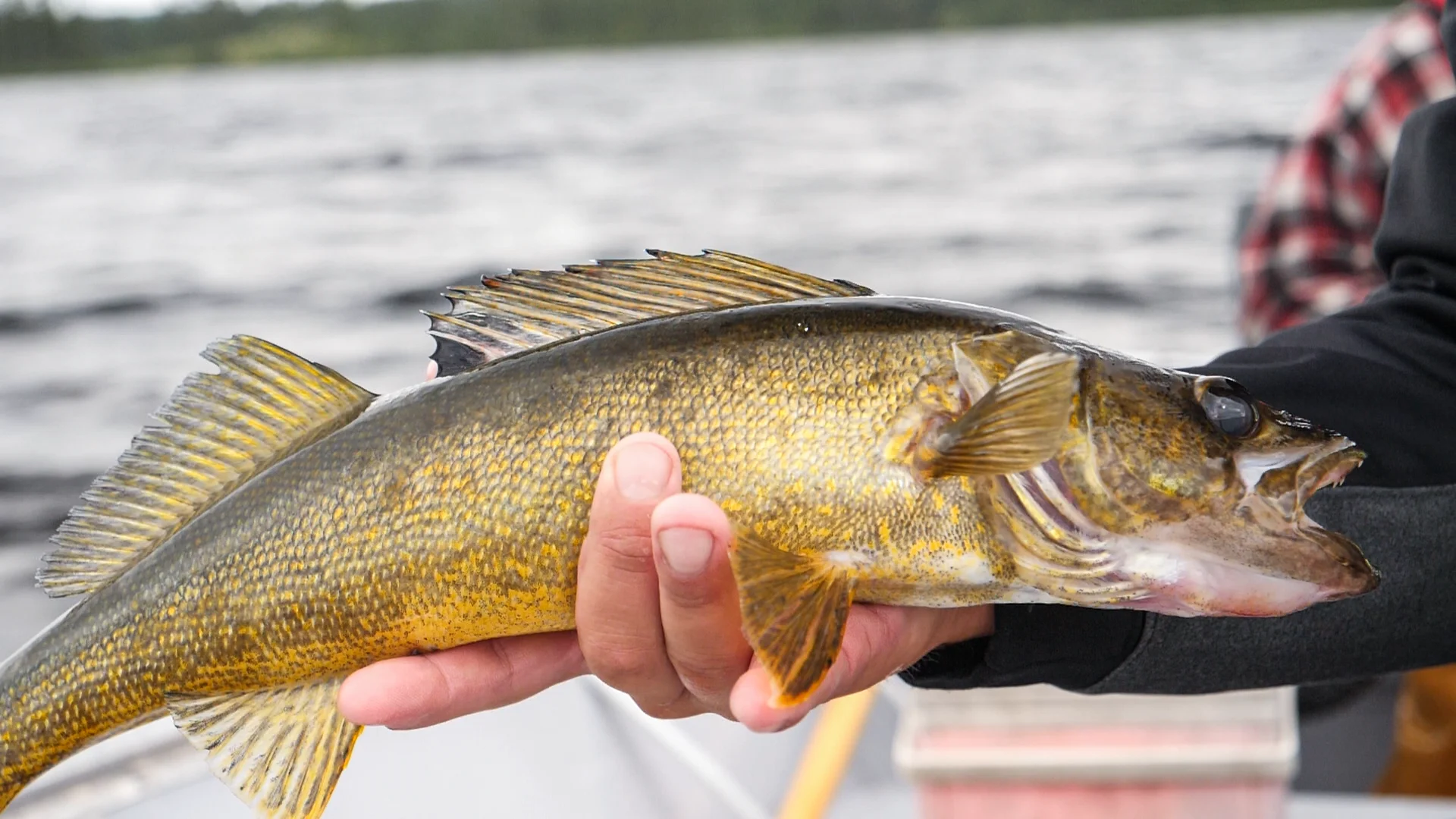 Doré jaune tenu en main au-dessus de l’eau